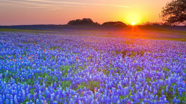 Blue flowers sunset tree clouds free wallpaper - medium preview image