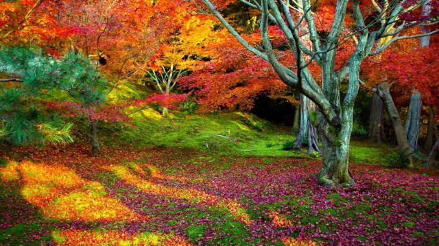 Colorful forest fall colors trees free wallpaper - medium preview image