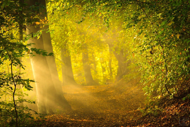 Wooded path trees leaves light free wallpaper - medium preview image