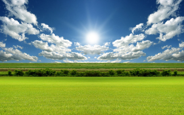 Sunny field grass trees bushes free wallpaper - medium preview image