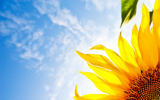 Sunflower blue sky clouds background free wallpaper - medium preview image