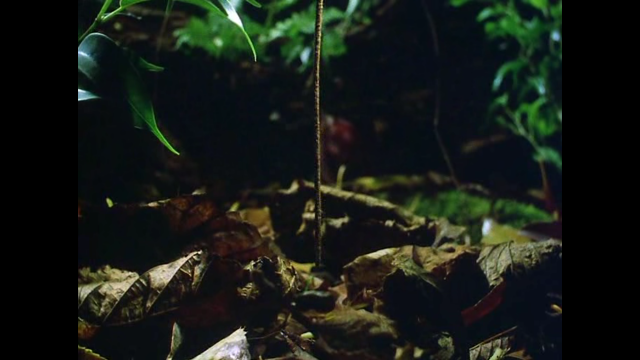 Plant long stem forest floor free wallpaper - medium preview image