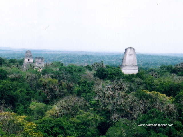 Forest ruins trees bird flying free wallpaper - medium preview image