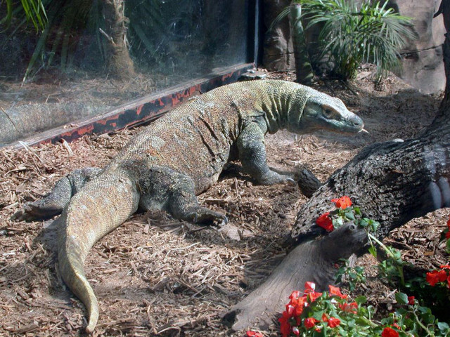 Large lizard garden tree flowers free wallpaper - medium preview image