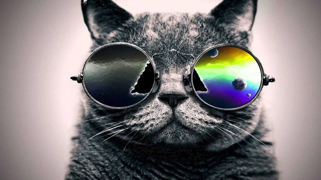 Cat sunglasses rainbow reflection black free wallpaper - medium preview image
