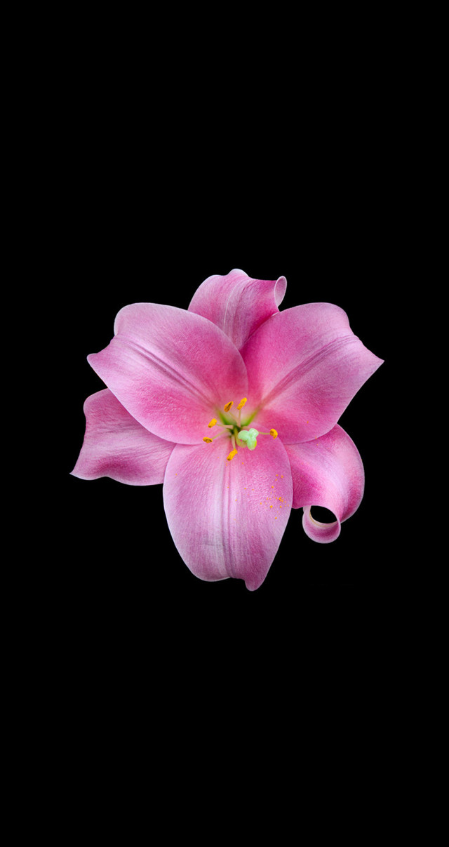Pink flower green center black free wallpaper - medium preview image