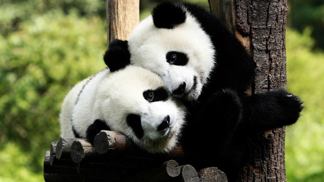 Two panda bears sitting tree #2 free wallpaper - medium preview image