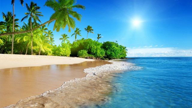 Beach sand palm trees ocean free wallpaper - medium preview image