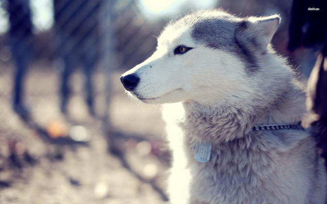 Husky dog woods looking distance free wallpaper - medium preview image