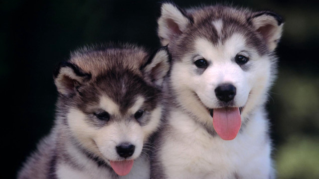 Two husky dogs sitting panting free wallpaper - medium preview image