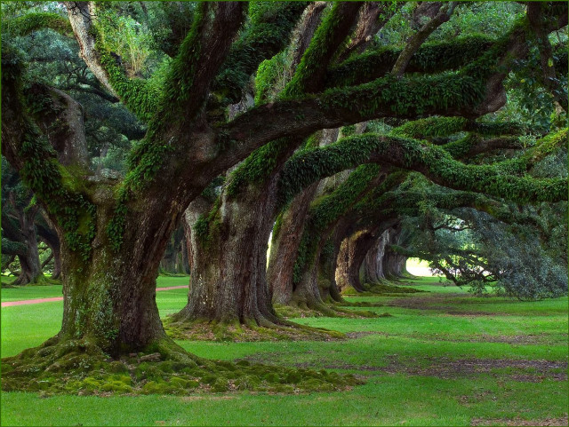 Trees moss park green grass free wallpaper - medium preview image
