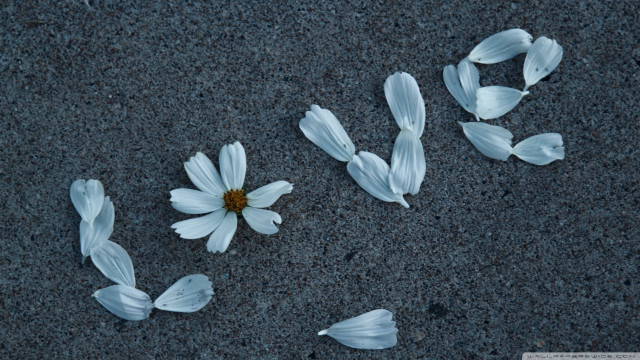 White flowers sidewalk petals group free wallpaper - medium preview image