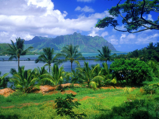 Lush green field palm trees #7 free wallpaper - medium preview image