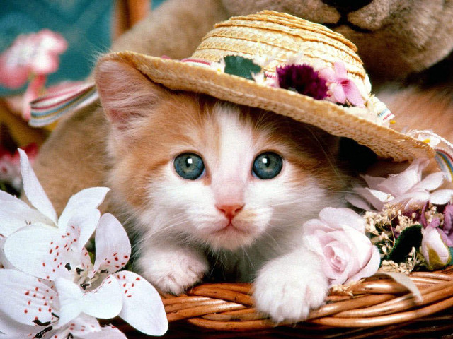 Kitten hat basket flowers teddy #7 free wallpaper - medium preview image