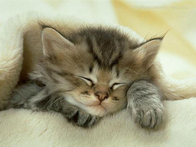 Kitten sleeping white blanket eyes free wallpaper - medium preview image