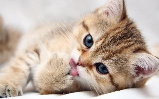 Kitten laying back tongue out #4 free wallpaper - medium preview image