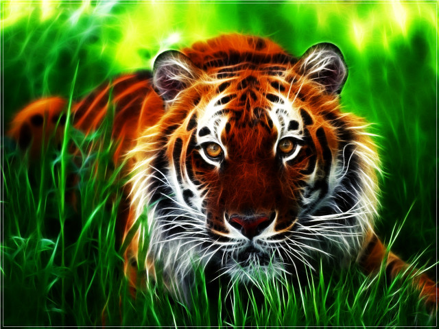 Tiger walking through grass in #2 free wallpaper - medium preview image