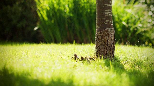 Tree trunk grass bird side free wallpaper - medium preview image
