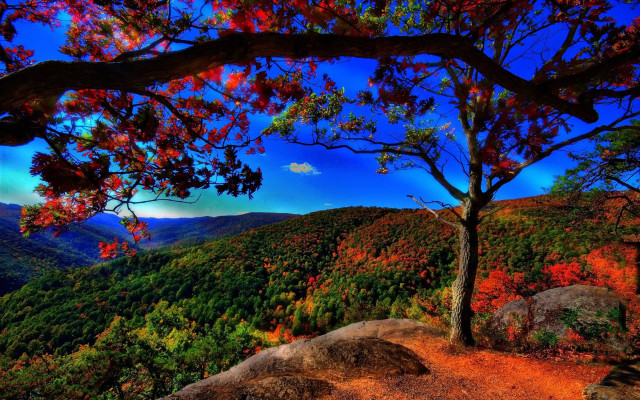 Tree hill blue sky autumn free wallpaper - medium preview image