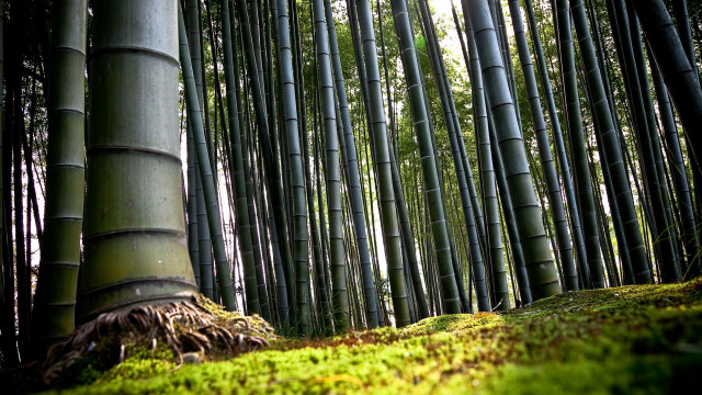 Trees grass moss large trunk free wallpaper - medium preview image