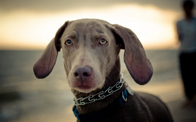 Dog chain camera person beach free wallpaper - medium preview image