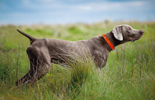 Dog red collar tall grass free wallpaper - medium preview image