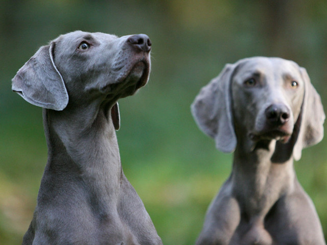 Two dogs looking up ears free wallpaper - medium preview image
