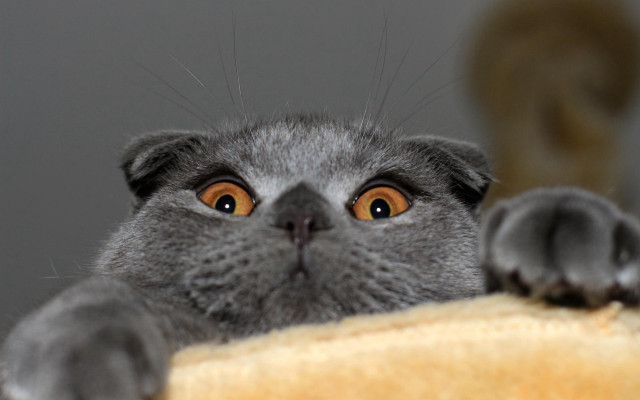 Curious black cat paw scratching free wallpaper - medium preview image