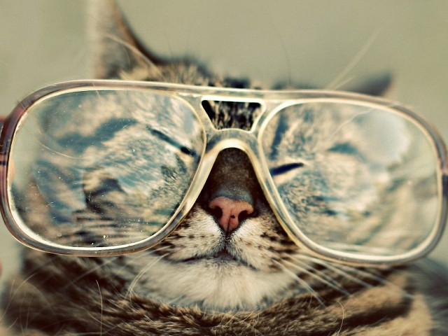 Cat glasses closed eyed tilted free wallpaper - medium preview image