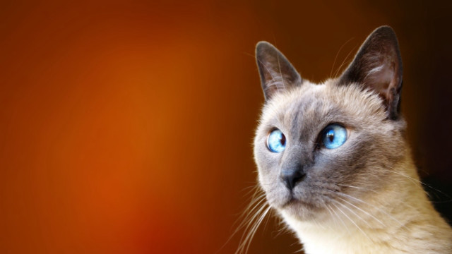 Cat blue eyes looking up #5 free wallpaper - medium preview image