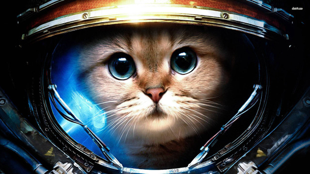 Cat space suit helmet light free wallpaper - medium preview image