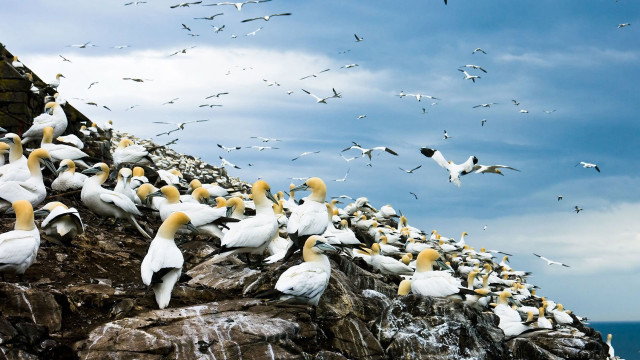 Flock birds rocky cliff ocean free wallpaper - medium preview image