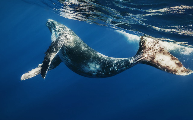 Whale swimming ocean tail up #2 free wallpaper - medium preview image