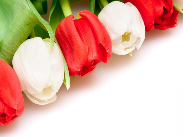 Red white tulips white background free wallpaper - medium preview image