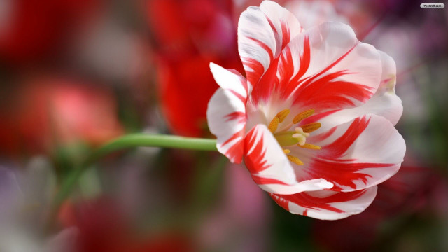 Red white flower closeup blurry free wallpaper - medium preview image