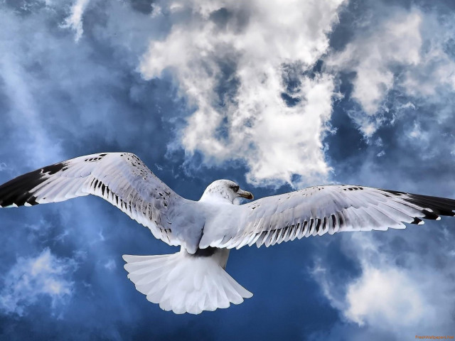 White bird flying cloudy sky free wallpaper - medium preview image