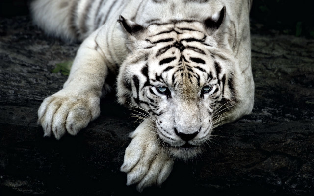 White tiger laying down marble free wallpaper - medium preview image