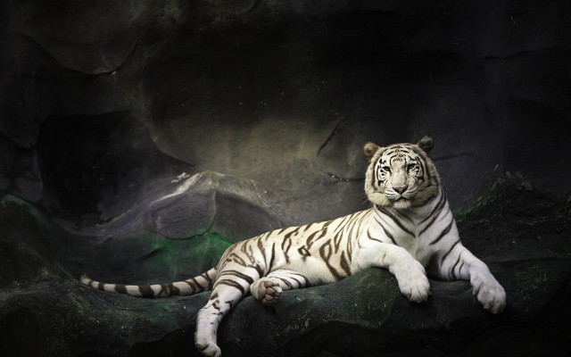 White tiger rock cave mountain free wallpaper - medium preview image