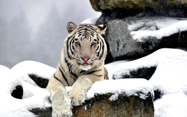 Tiger sitting rock snow on free wallpaper - medium preview image