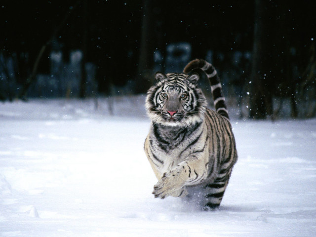 Tiger running snow forest night #2 free wallpaper - medium preview image