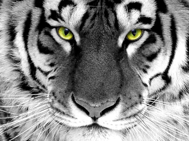 Tiger yellow eyes black background free wallpaper - medium preview image