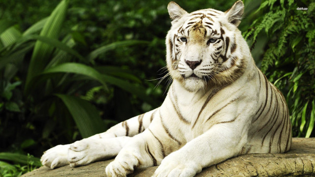 White tiger rock forest green #2 free wallpaper - medium preview image