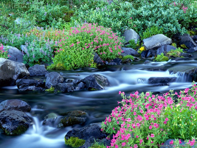 Stream rocks flowers garden pink #2 free wallpaper - medium preview image