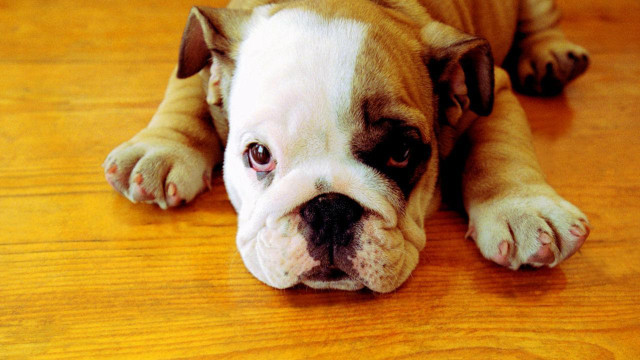 Sad dog laying on floor free wallpaper - medium preview image
