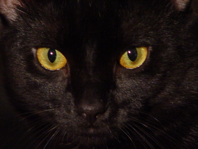 Black cat yellow eyes serious #7 free wallpaper - medium preview image
