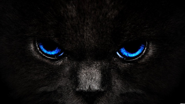 Black cat blue eyes black free wallpaper - medium preview image