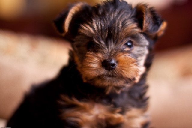 Small dog couch pillow pillowcase free wallpaper - medium preview image