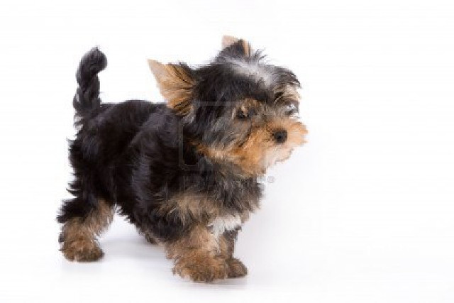 Small black brown dog side free wallpaper - medium preview image