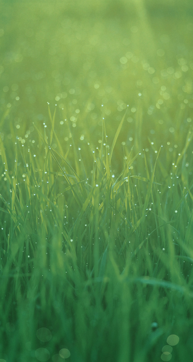 Grass drops night starry sky free wallpaper - medium preview image