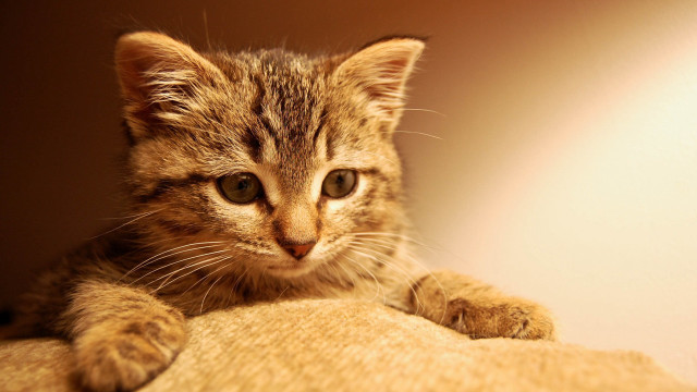 Small kitten curious pillow looking free wallpaper - medium preview image